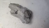 隐头虫-修复前