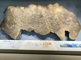 海百合-展陈效果（现收藏于山东省博物馆）