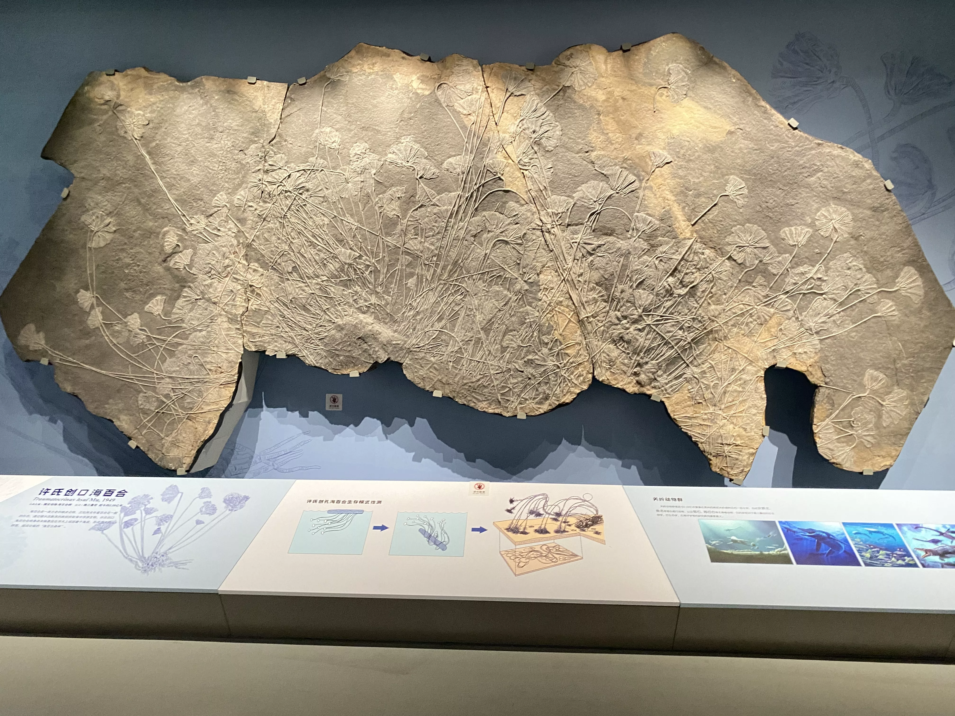 海百合-展陈效果（现收藏于山东省博物馆）