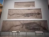 富源关岭鱼龙（现收藏于云南澄江化石地自然博物馆）